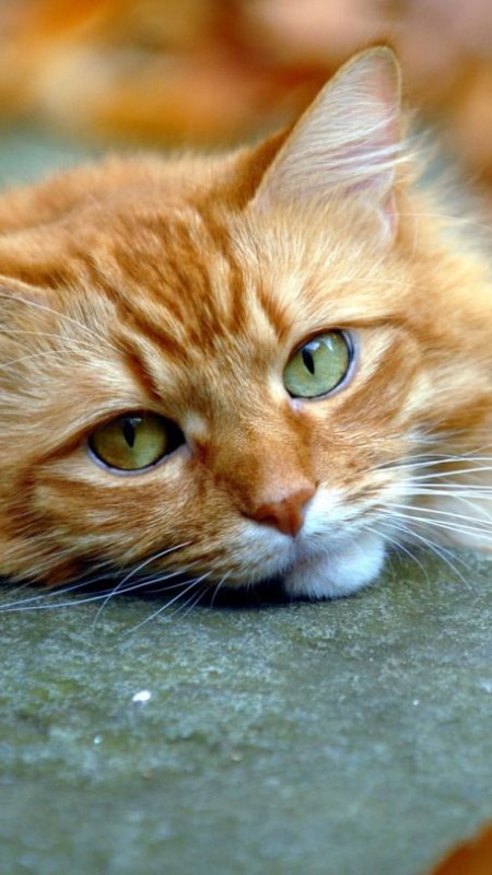 Красивые кошки