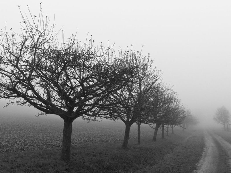 Монохромный пейзаж