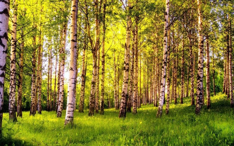 Березняк, Березовая роща