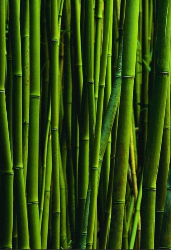 Бамбук на черном фоне