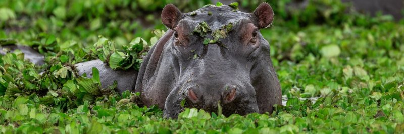 Бегемот обои