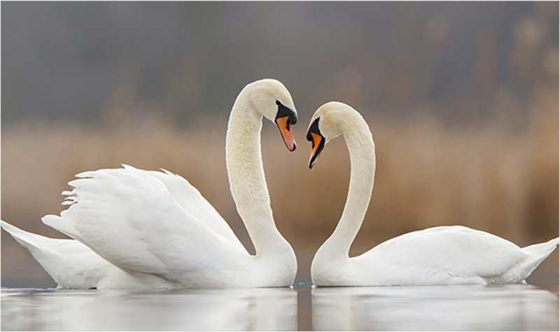 Прекрасные лебеди