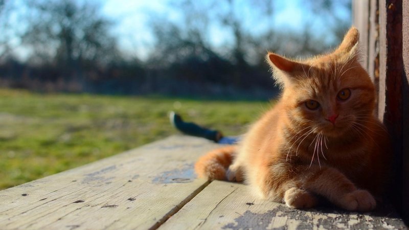 Рыжая кошка