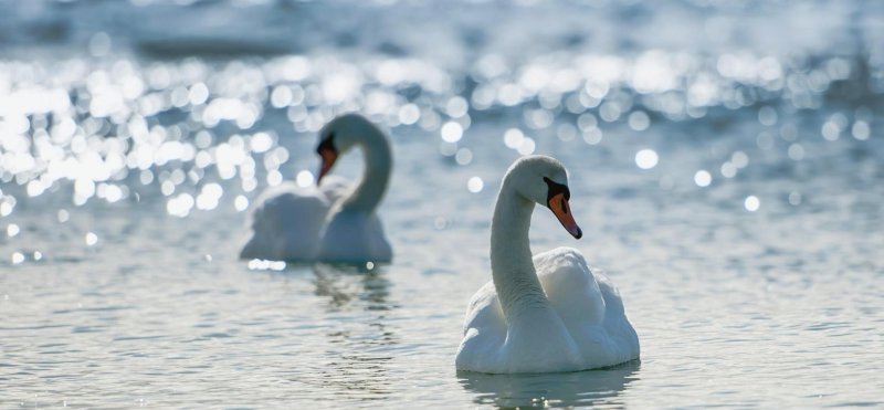 Два лебедя