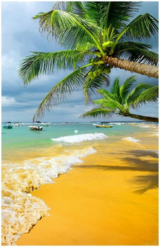 Побережье с пальмами