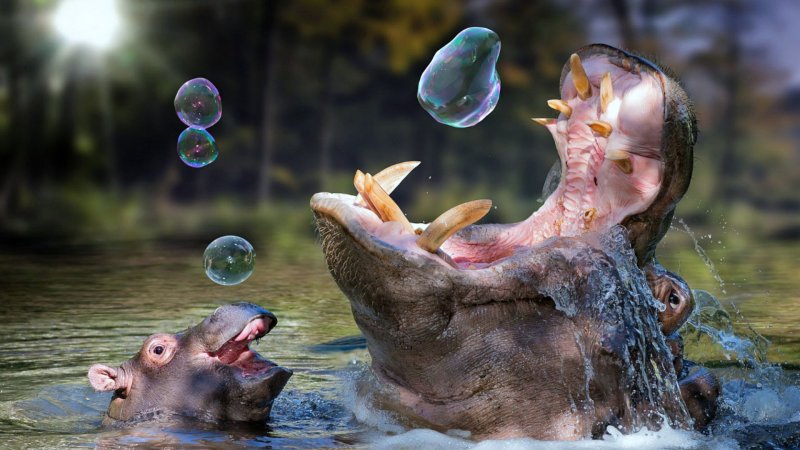 Необычные водные животные