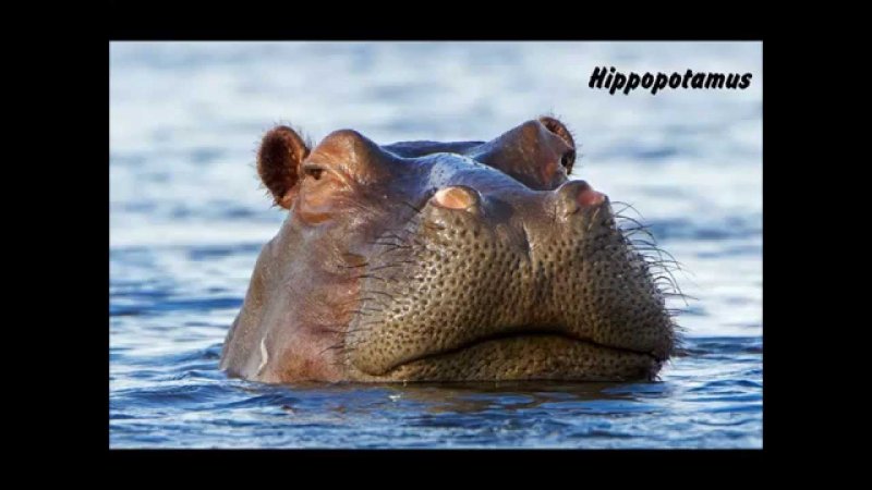 Обыкновенный Бегемот