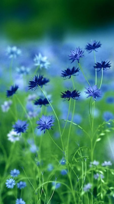 Красивые васильки