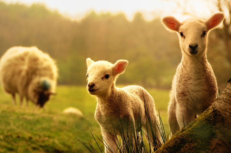 Домашние животные на природе