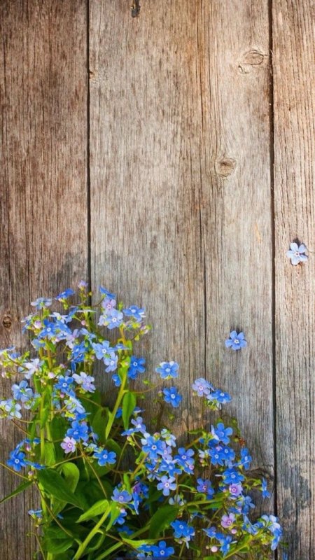 Красивые незабудки