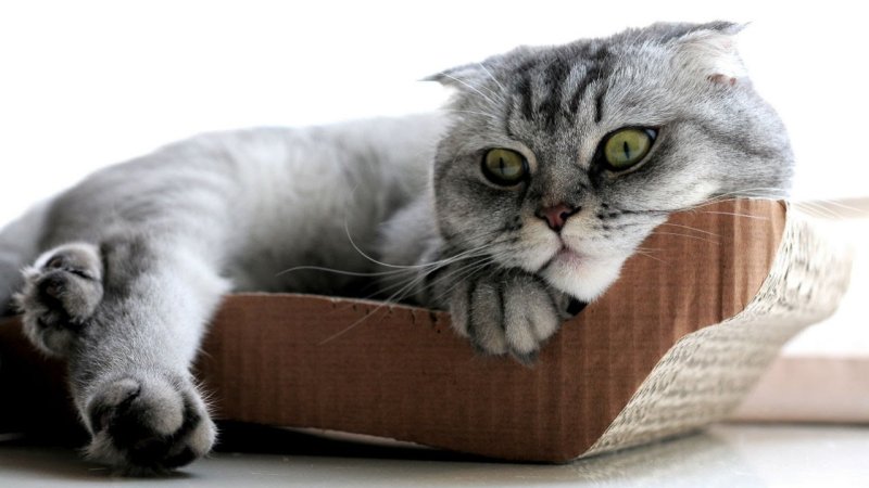 Шотландский кот скоттиш фолд