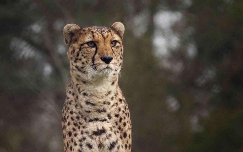 Заставка на рабочий стол гепард