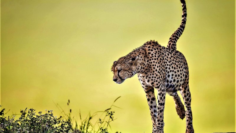 Лайри гепард