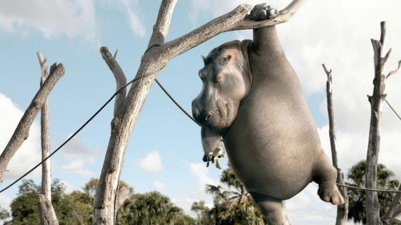 Обыкновенный Бегемот