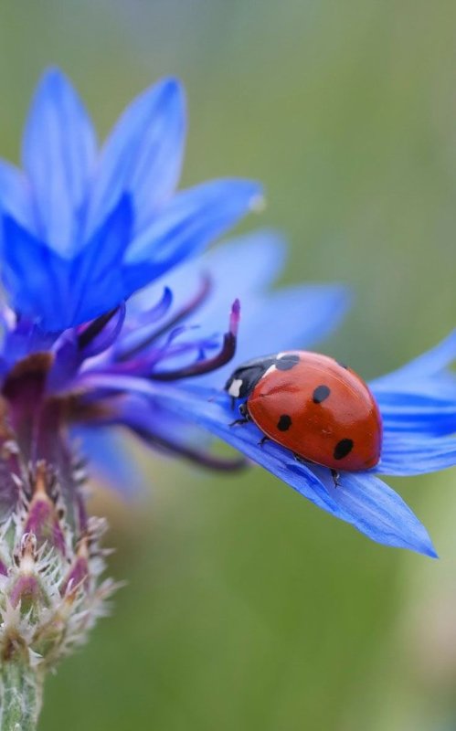 Полевые цветы макро