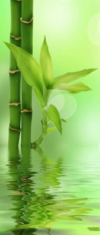 Бамбук фон