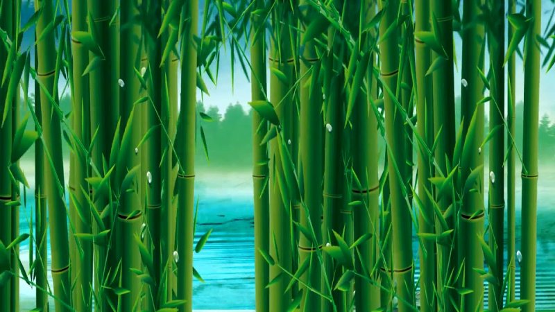 Бамбук красивый