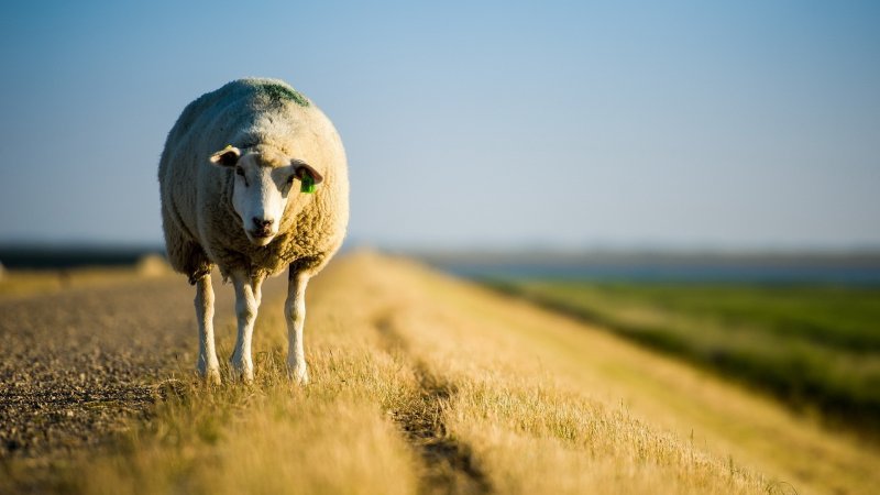 Поле с овцами