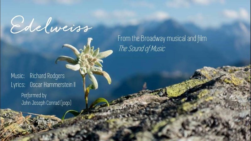 Растение Эдельвейс Альпийский