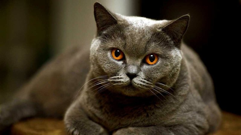 Британский короткошерстный кот серый
