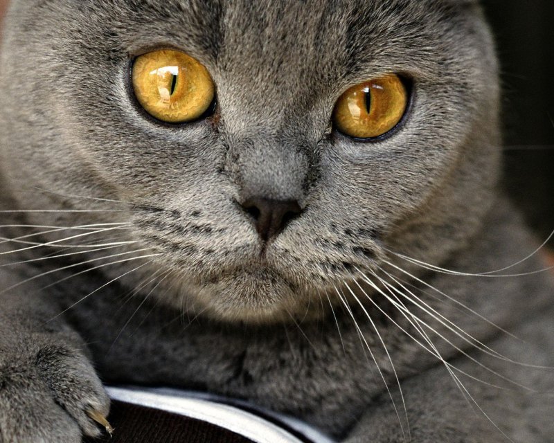 Картезианская кошка шартрез