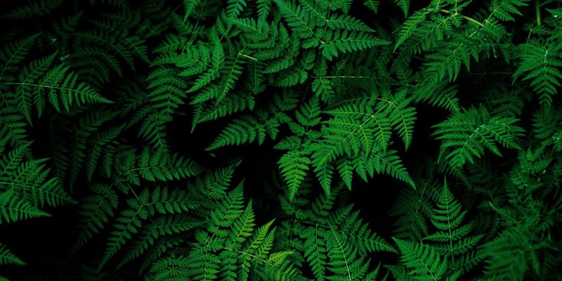 Папоротник на темном фоне