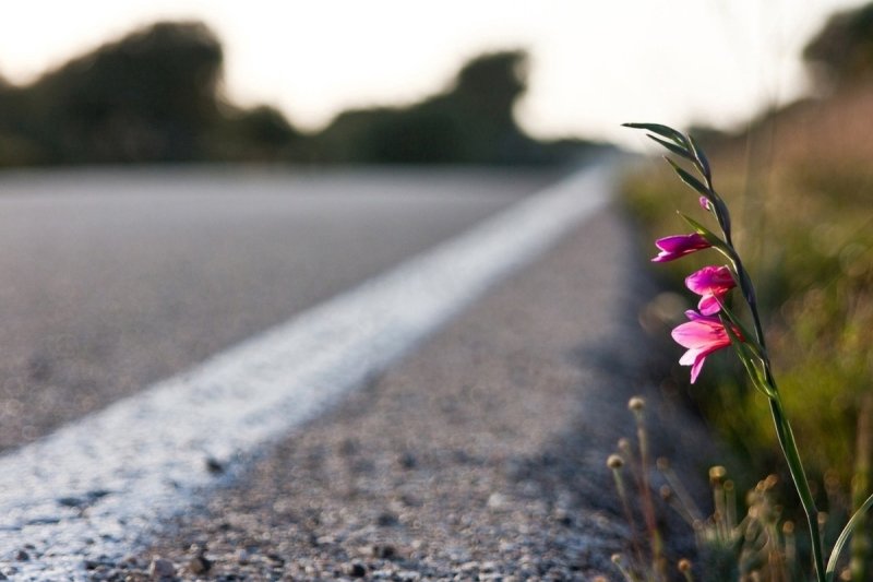 Весенняя дорога