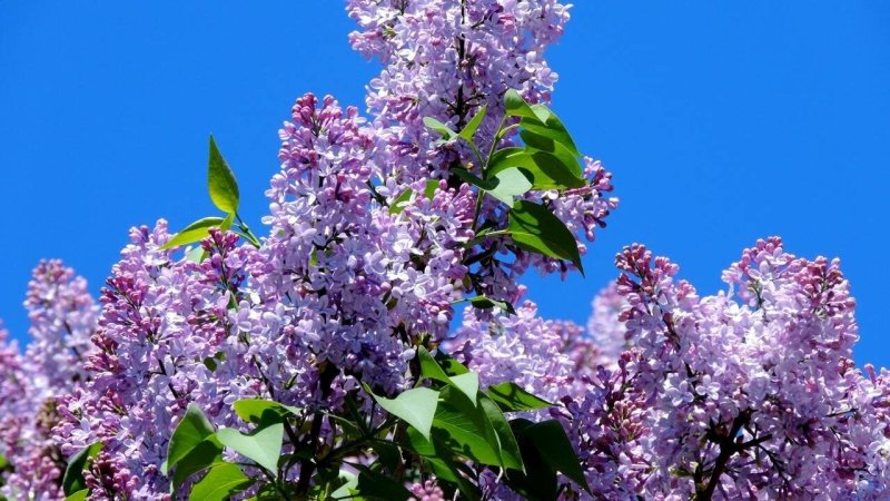 Нилетто сирень