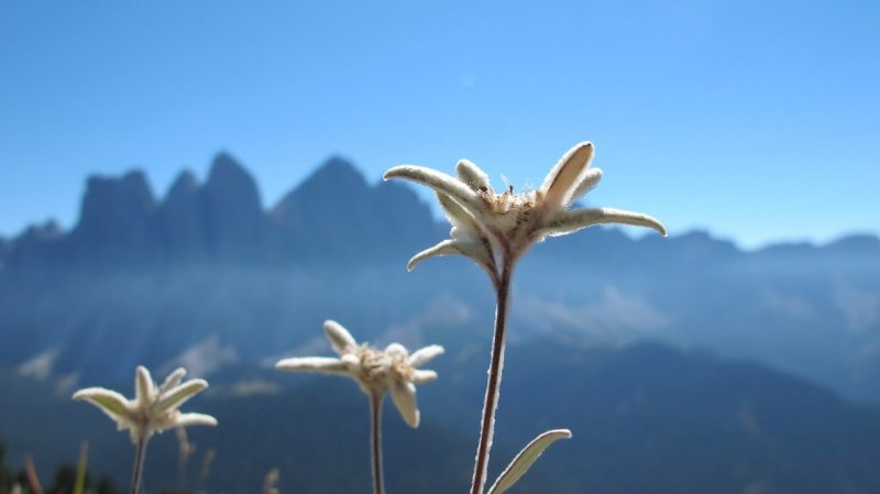 Горный цветок Эдельвейс