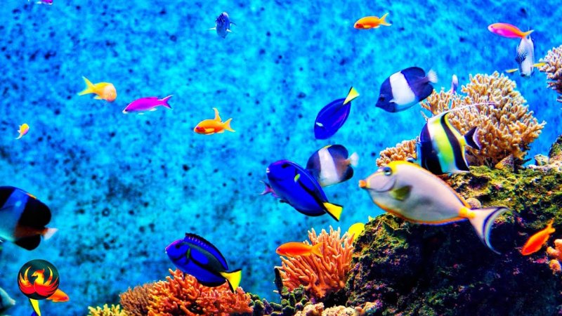 Рыбки для аквариума