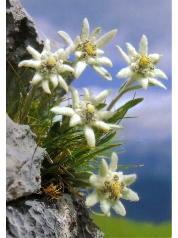 Эдельвейс Равнинный