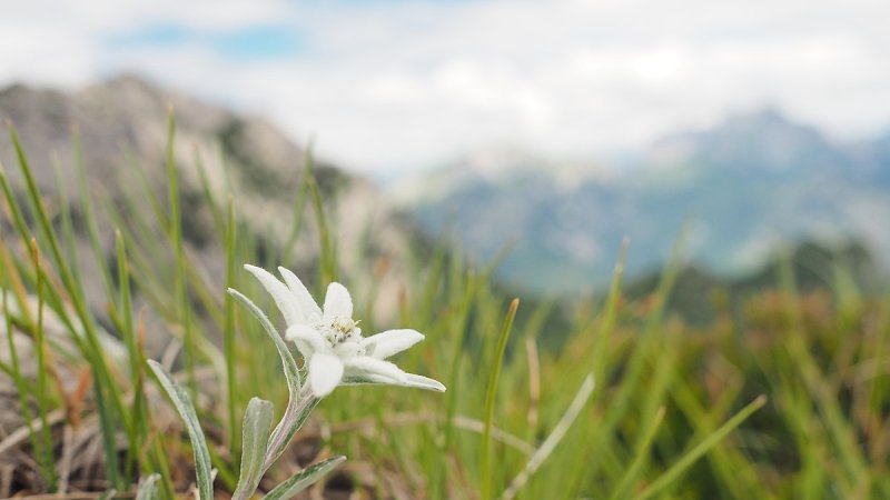 Алтай Эдельвейс растение