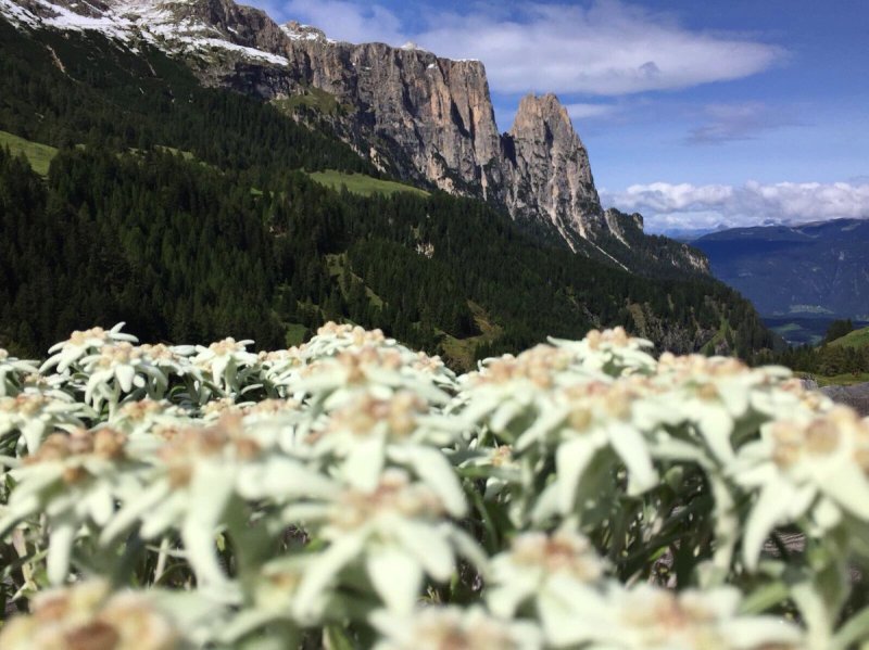 Цветок Эдельвейс Альпийский