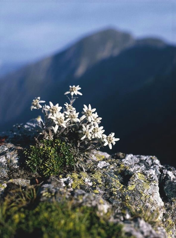 Цветок Эдельвейс Альпийский
