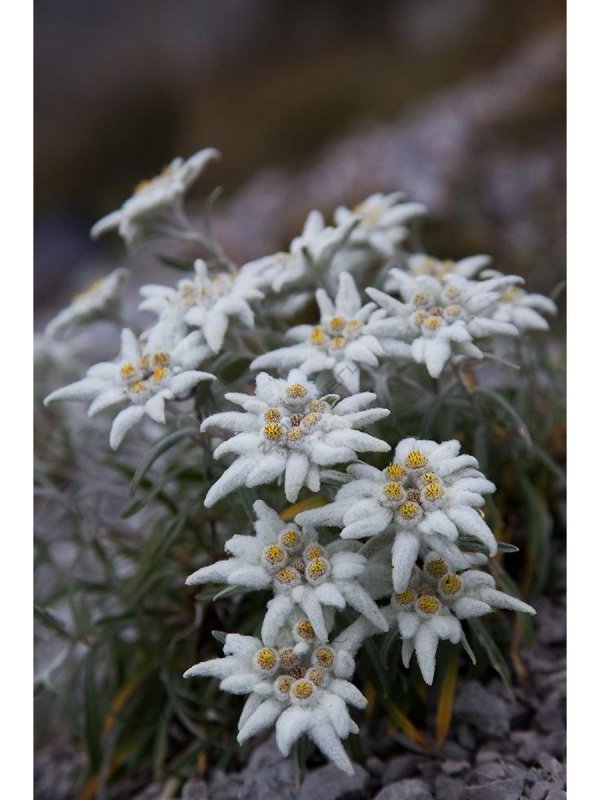 Растение Эдельвейс Альпийский