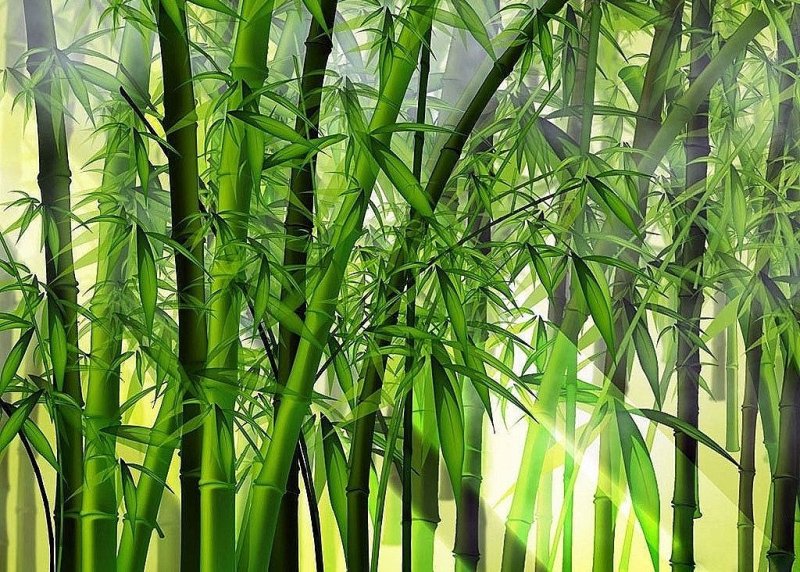 Геншин Бишуй бамбук