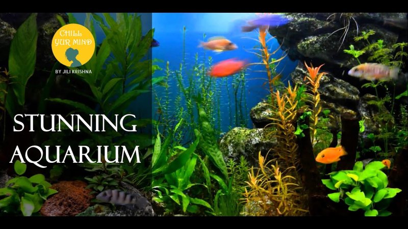 Живой аквариум