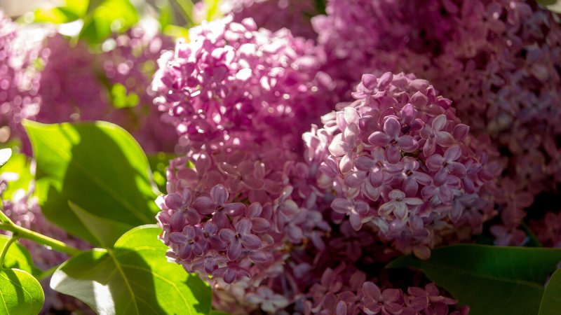 Сирень шаровидная