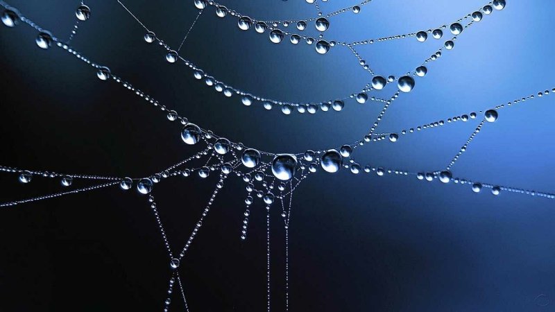 Капли на паутине