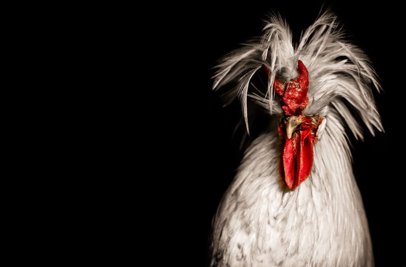 Красивый петух