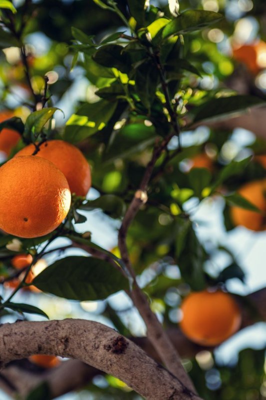 Апельсины растут на деревьях