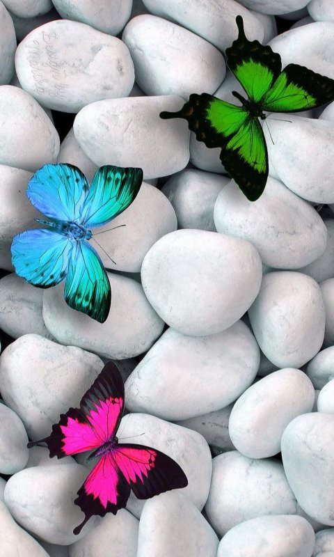 Бабочка на камнях