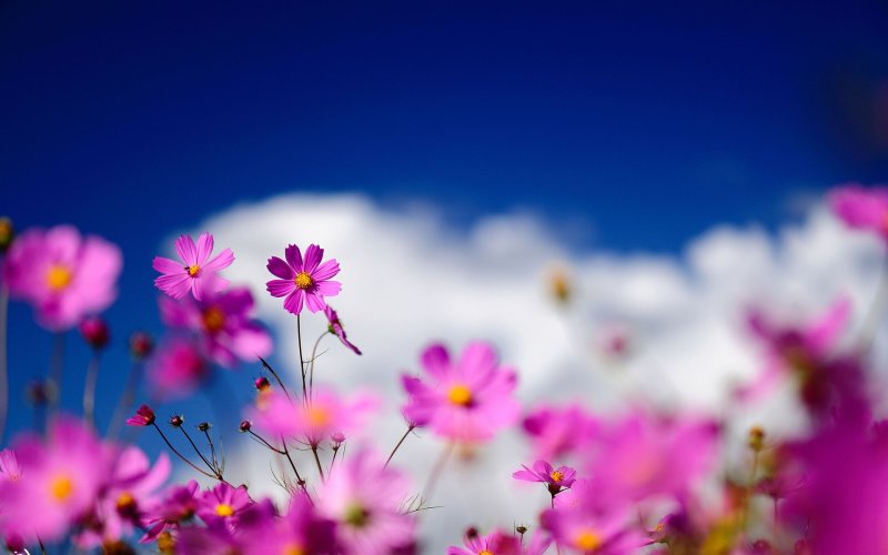 Цветочки на рабочий стол