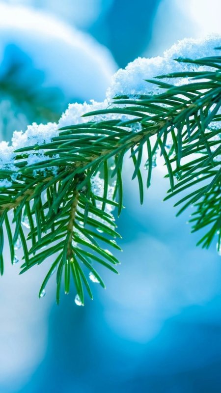 Веточка елочки