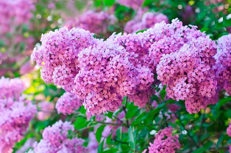 Сирень Катерина Хавемейер