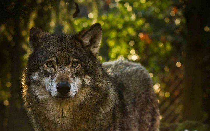 Красивый волк