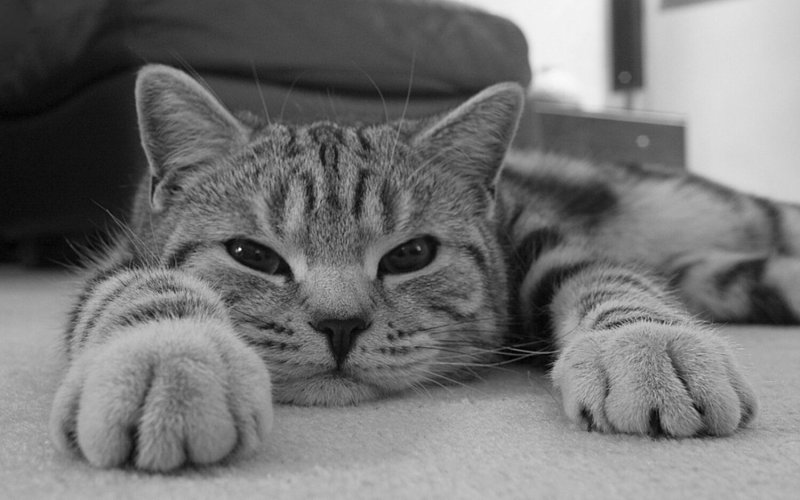 Обои с котиками