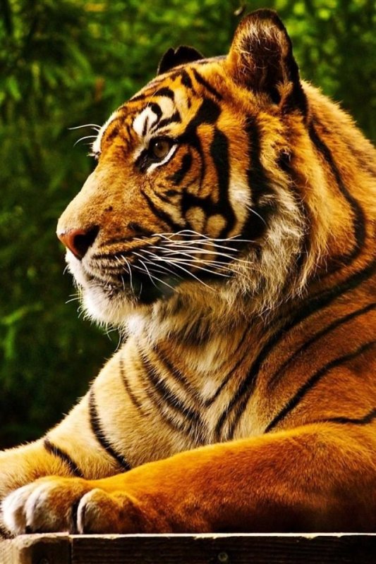 Красивый тигр