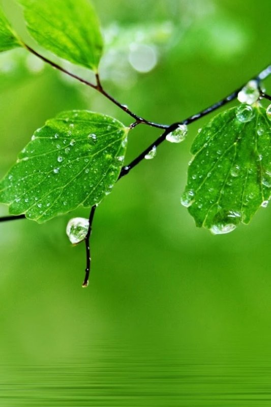 Красивые зеленые растения