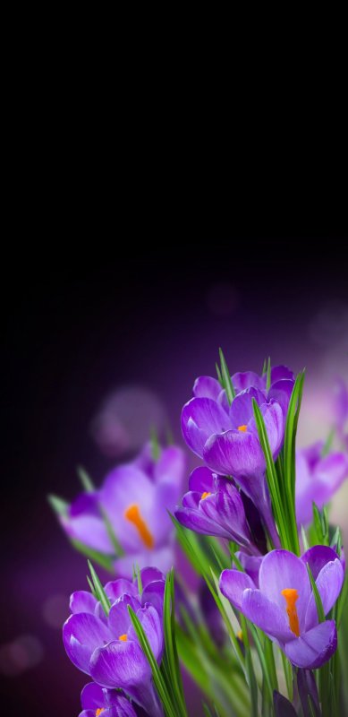 Заставка Весна